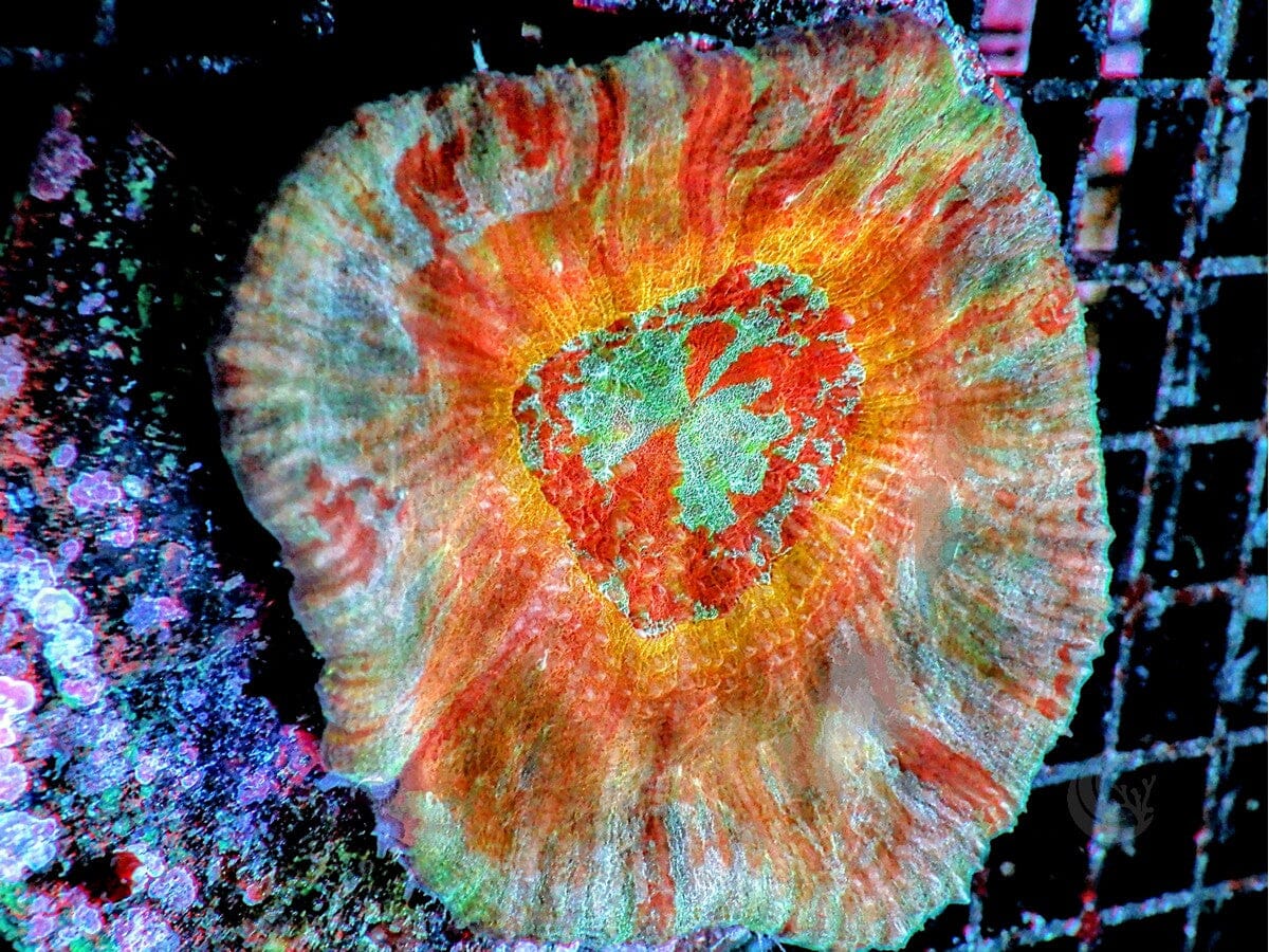 Rainbow Australomussa