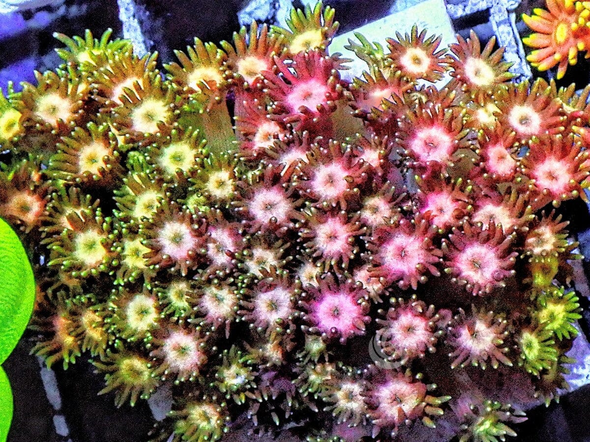 MultiColor Goniopora