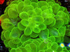 Lime Bubble Coral