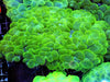 Jumbo CENTERPIECE Green Bubble Coral