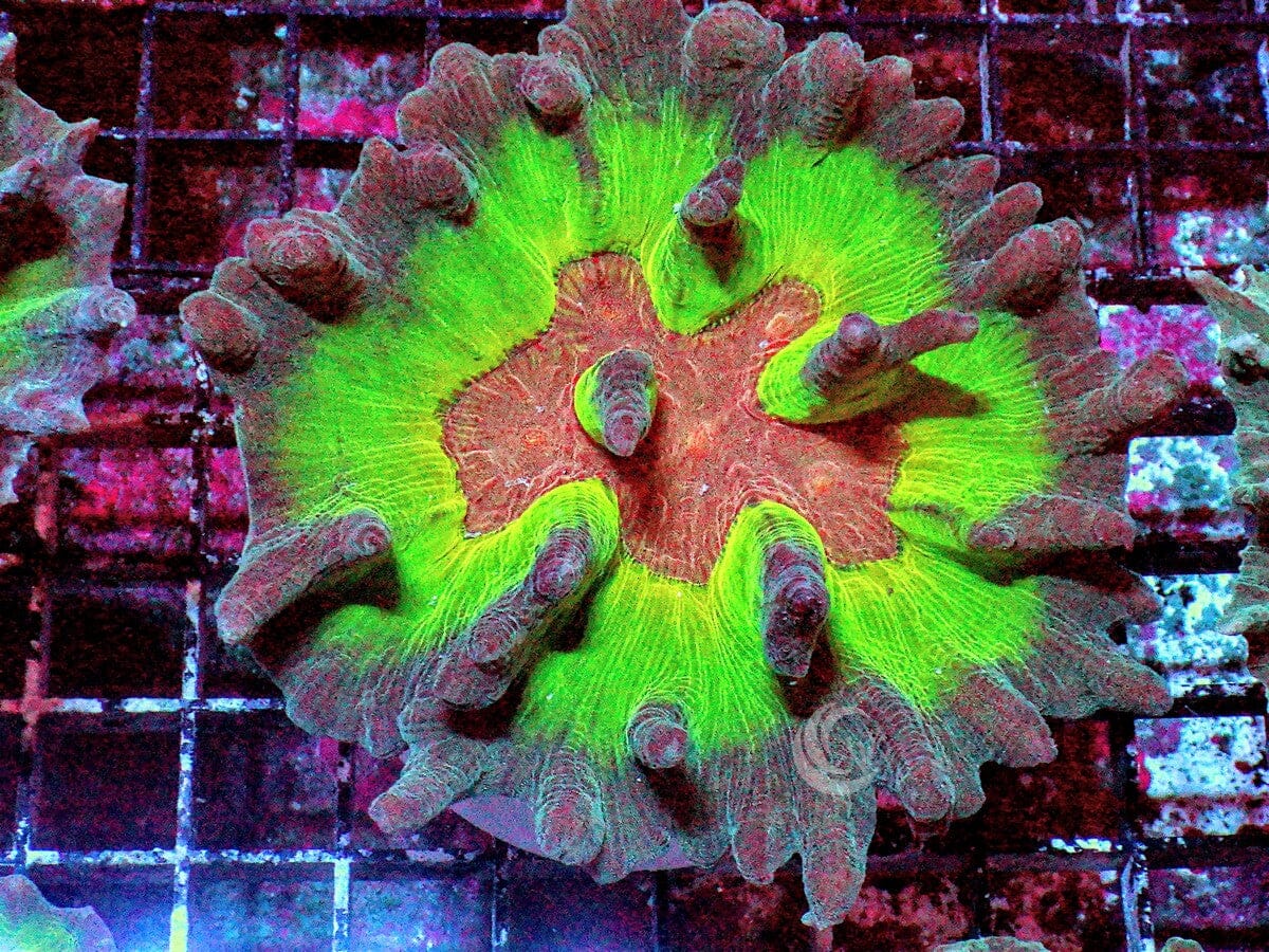 Mind Bender Pectinia