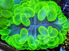 Bright Lime Bubble Coral 