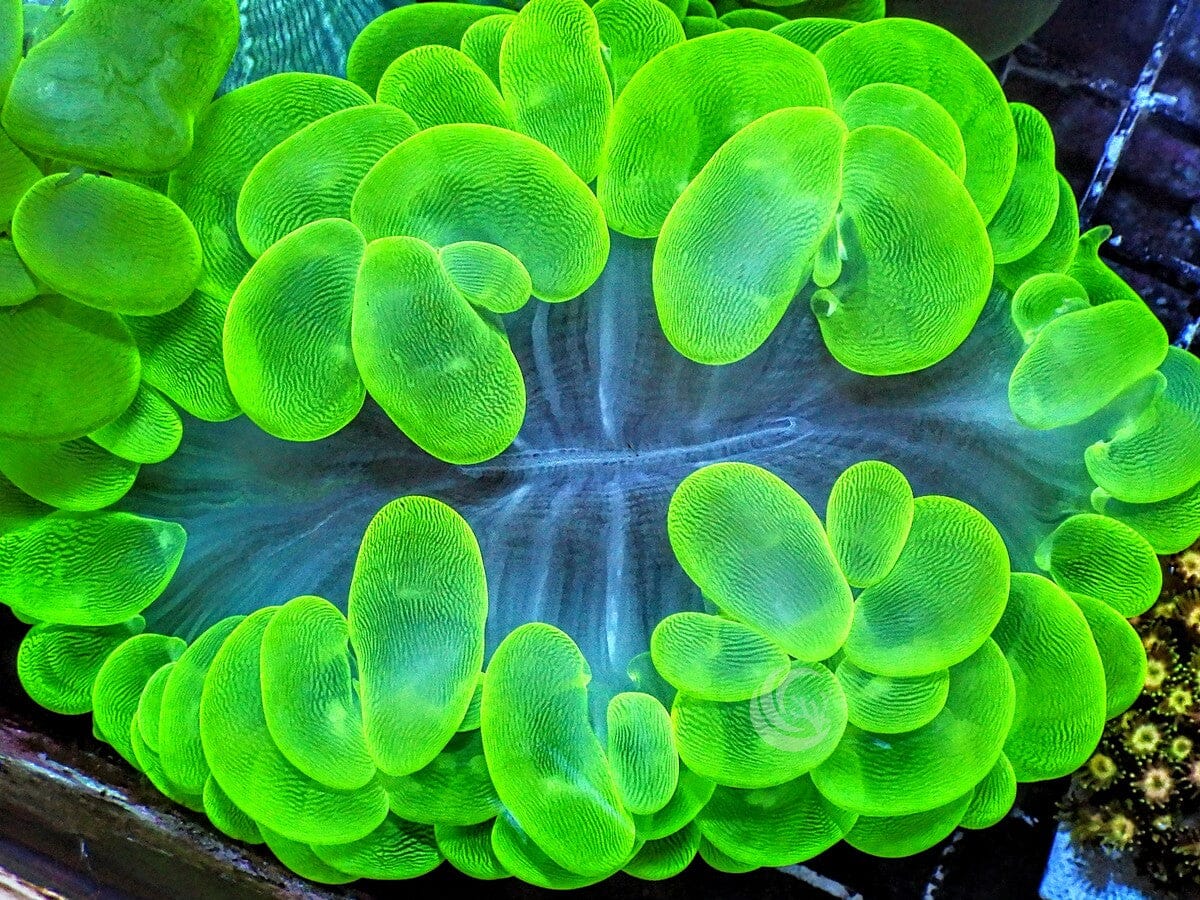 Bright Lime Bubble Coral