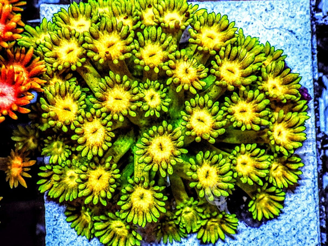 Lemon-Lime Goniopora