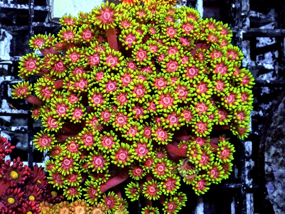 Stardust Goniopora
