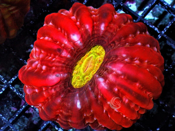 Yellow Mouth Red Cynarina - Pacific East Aquaculture