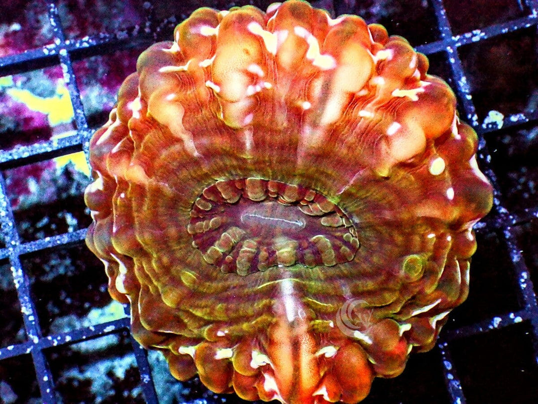 Orange Cynarina