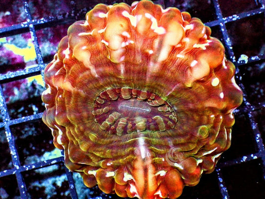 Orange Cynarina