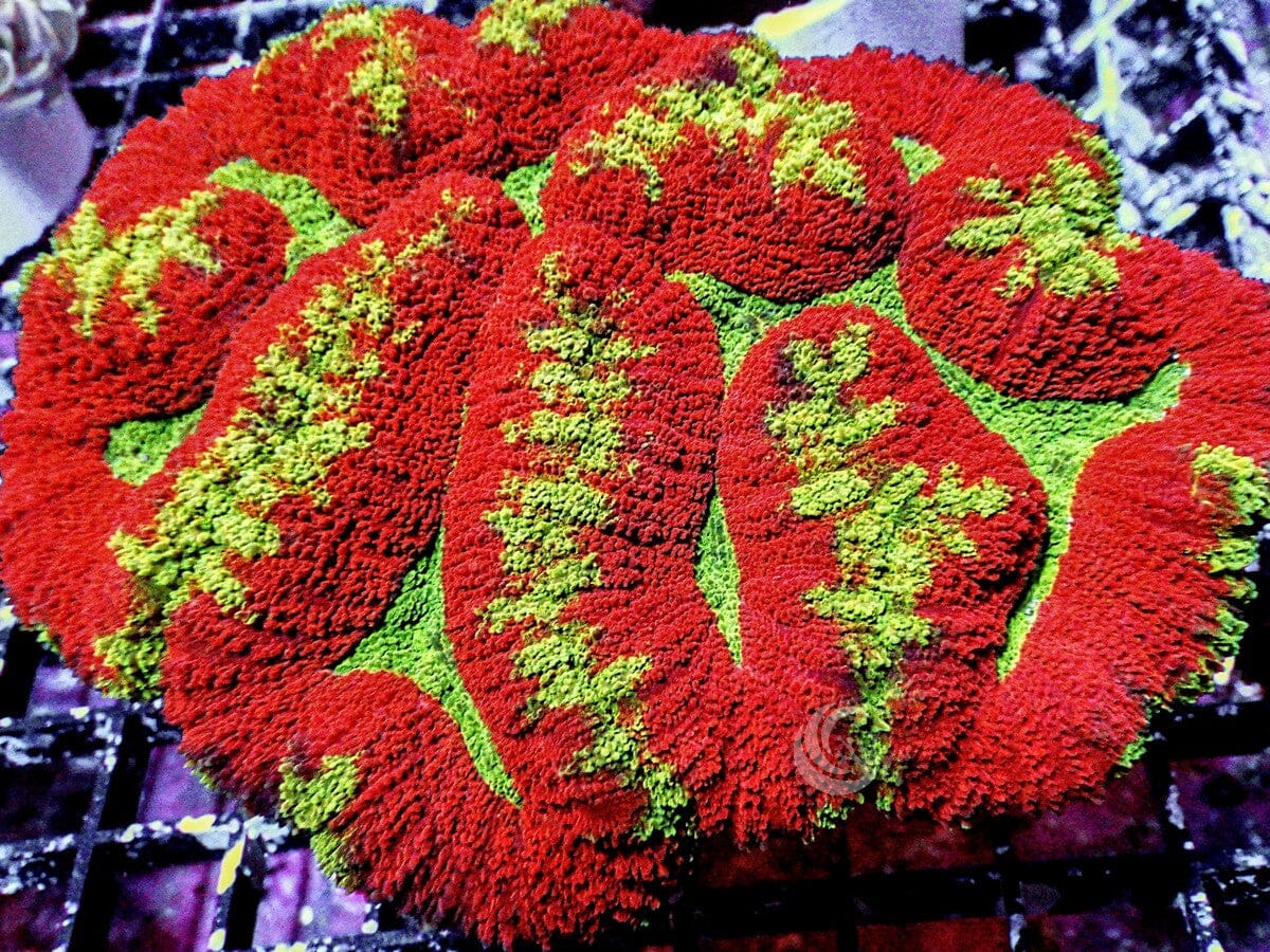 Christmas Wreath Symphyllia