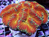 Multicolor Lobophyllia