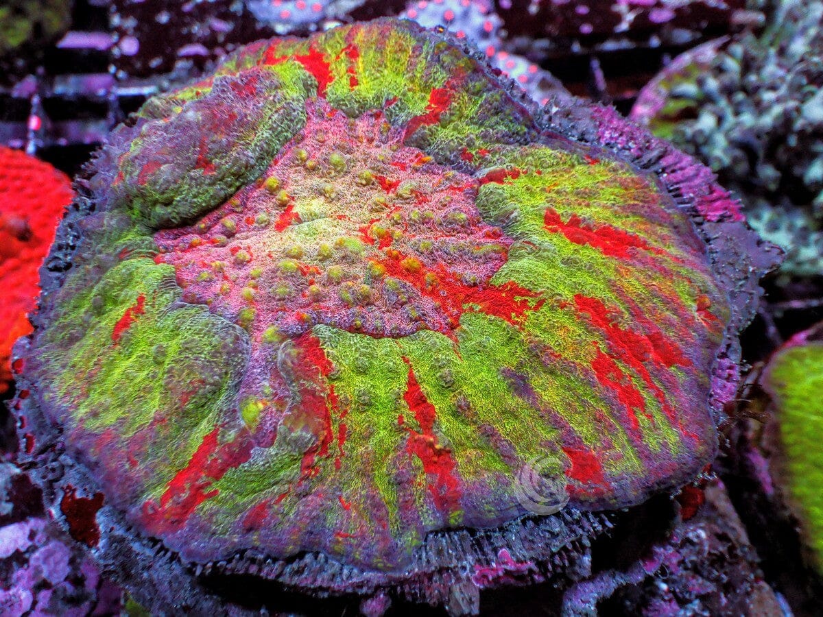 Amazing Rainbow Australomussa