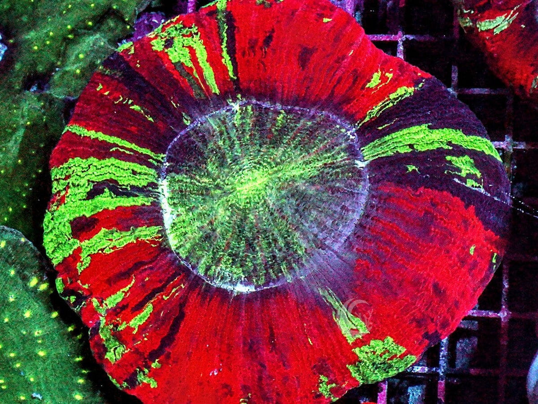 Rainbow Trachyphyllia