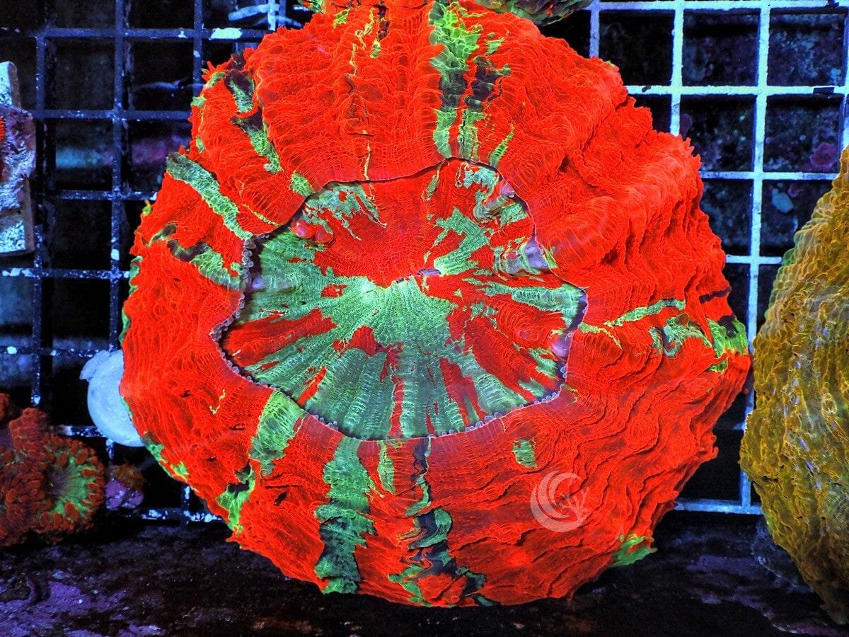 Rainbow Acanthophyllia