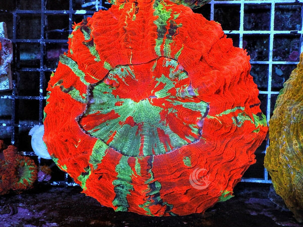 Acanthophyllia Donut 3E - WYSIWYG main image 1