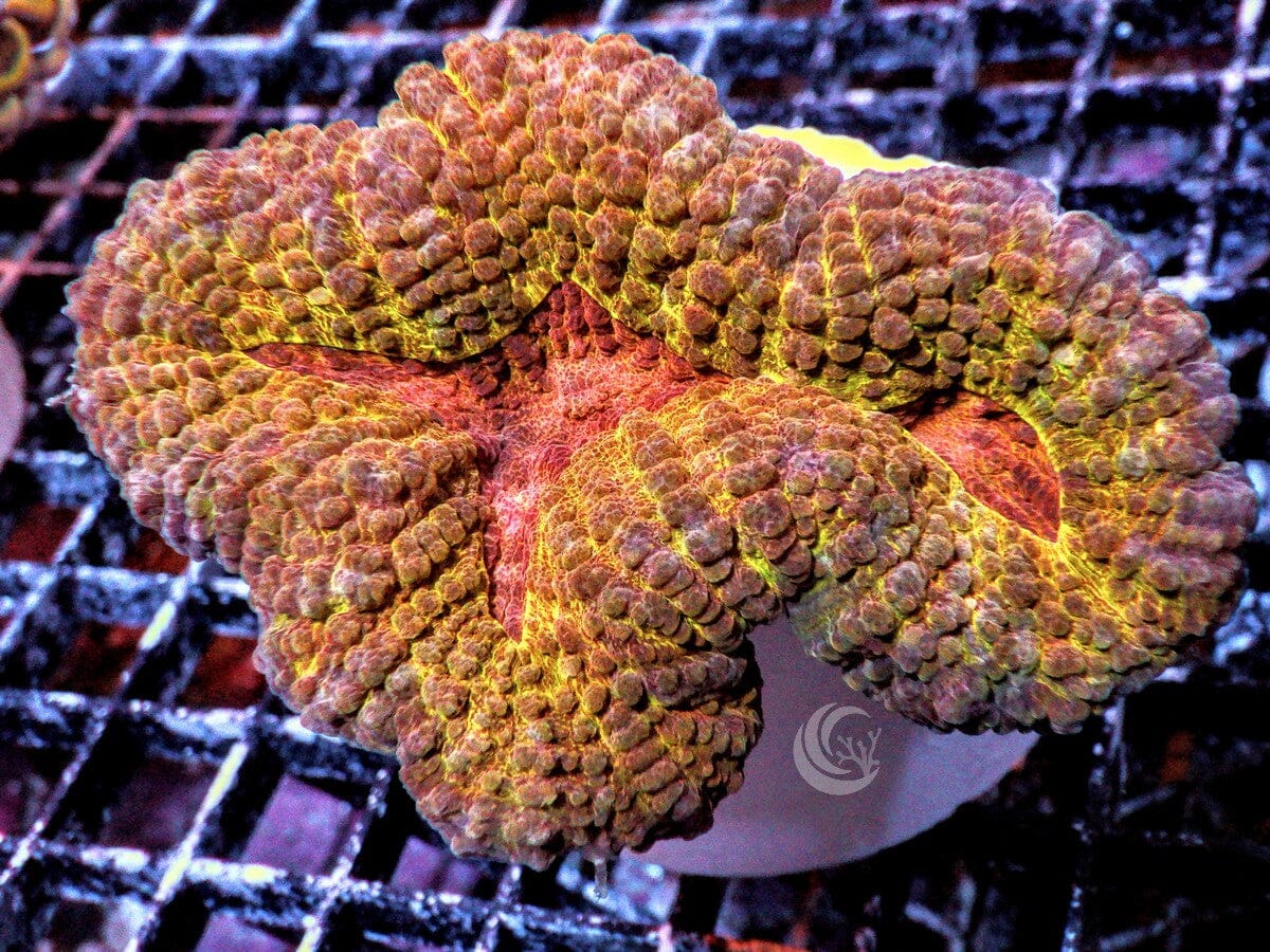 Orange-red Lobophyllia