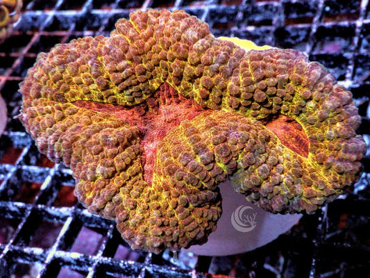 Orange-red Lobophyllia