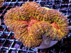 Orange-red Lobophyllia