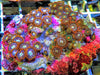 Zoanthid Combo