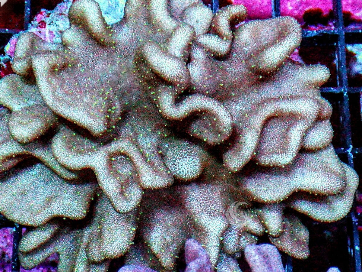 Green Polyp Ruffled Leather – Pacific East Aquaculture