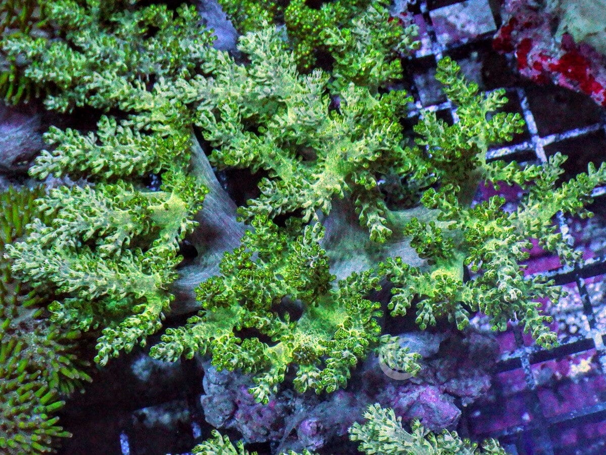 Lime Capnella Finger Leather 5