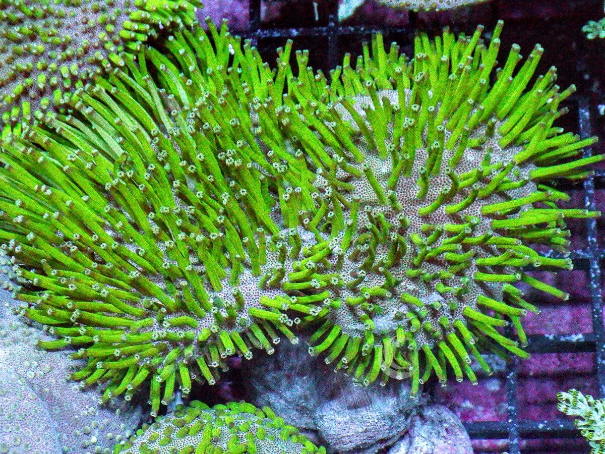 Bright Lime Long Polyp Toadstool Leather