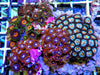 Zoanthid Combo