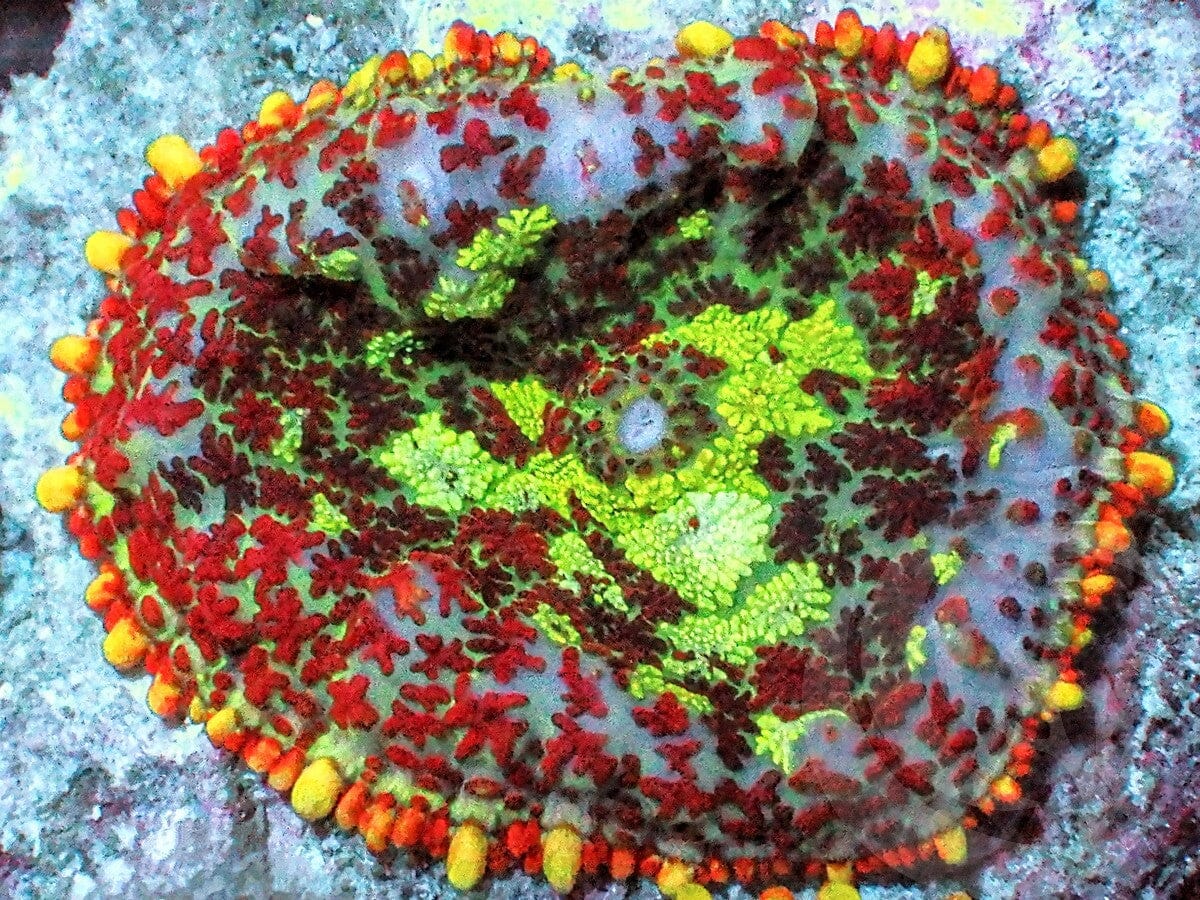 Red Patchwork Rhodactis Mushroom