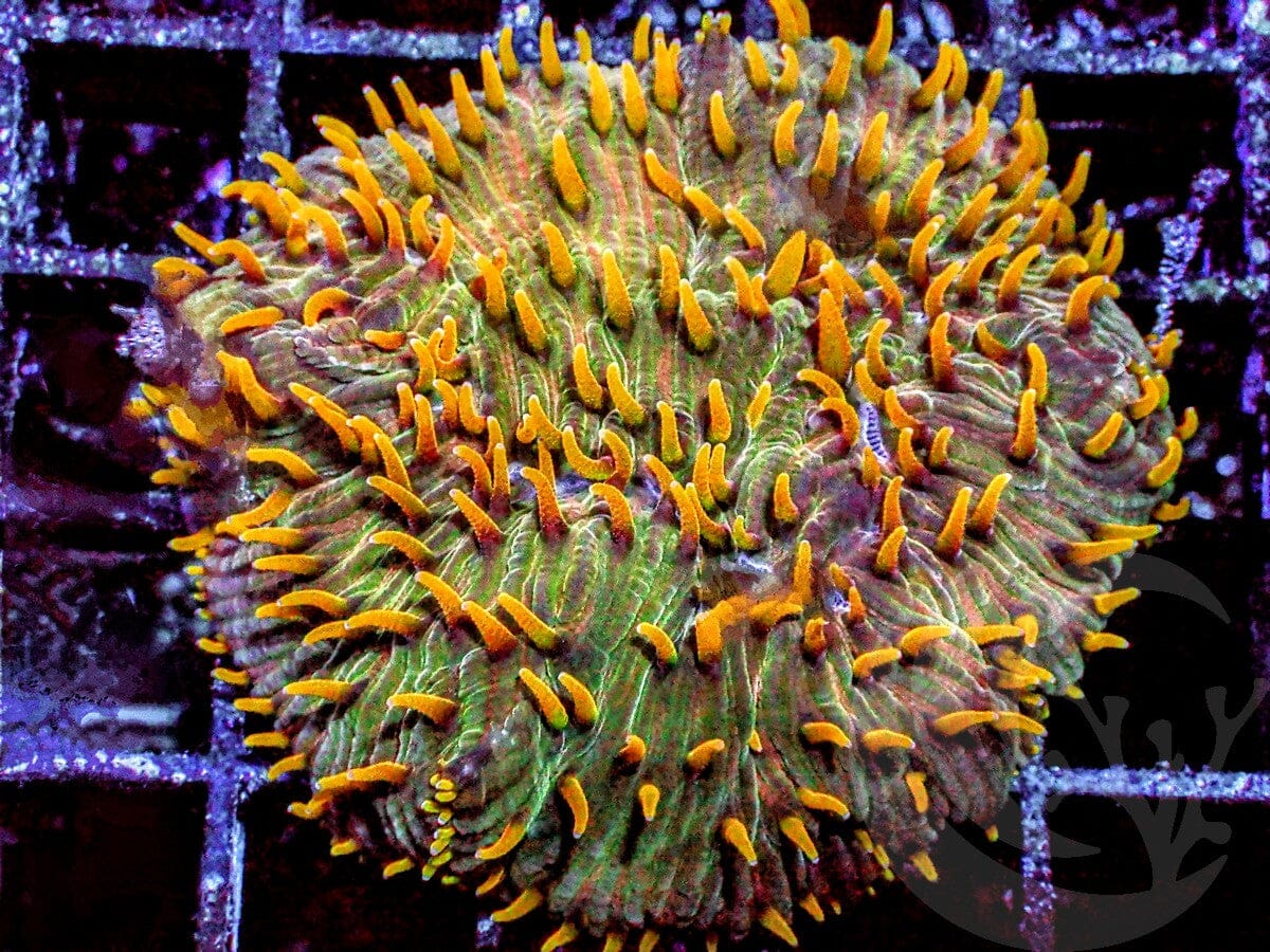 Orange Polyp Diaseris Plate