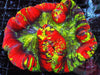 Patchwork Rainbow Trachyphyllia