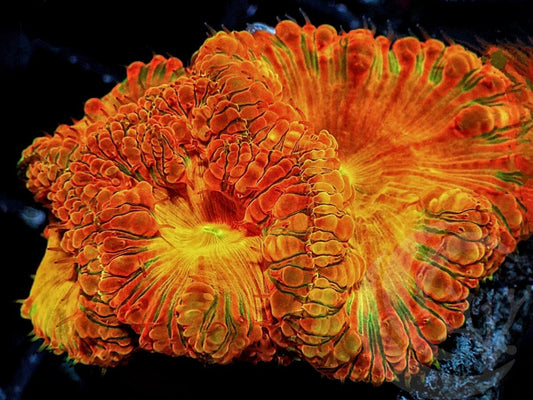 Atomic Sunrise Blastomussa wellsi