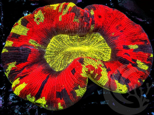 Patchwork Trachyphyllia