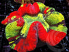 Patchwork Trachyphyllia