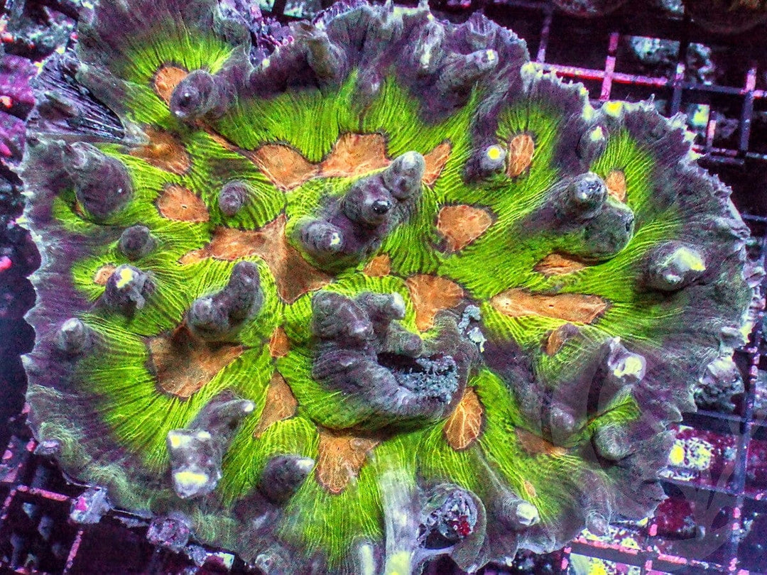 Showpiece Mind Bender Pectinia