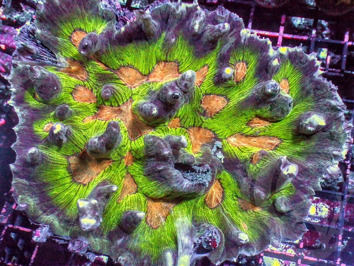 Showpiece Mind Bender Pectinia