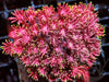 Pink Fireworks Goniopora