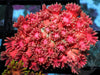 Hot Pink-Red Goniopora