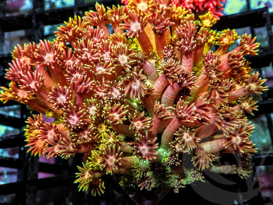 Glitter Bomb Goniopora