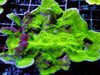 Black Striped Green Plating Montipora