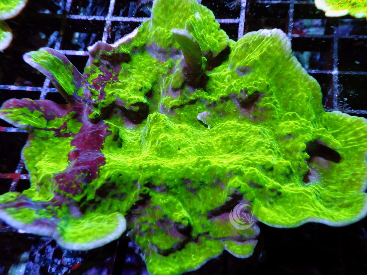 Black Striped Green Plating Montipora