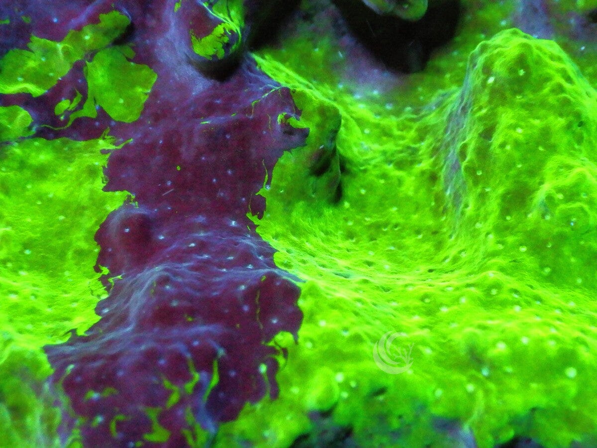 Black Striped Green Plating Montipora