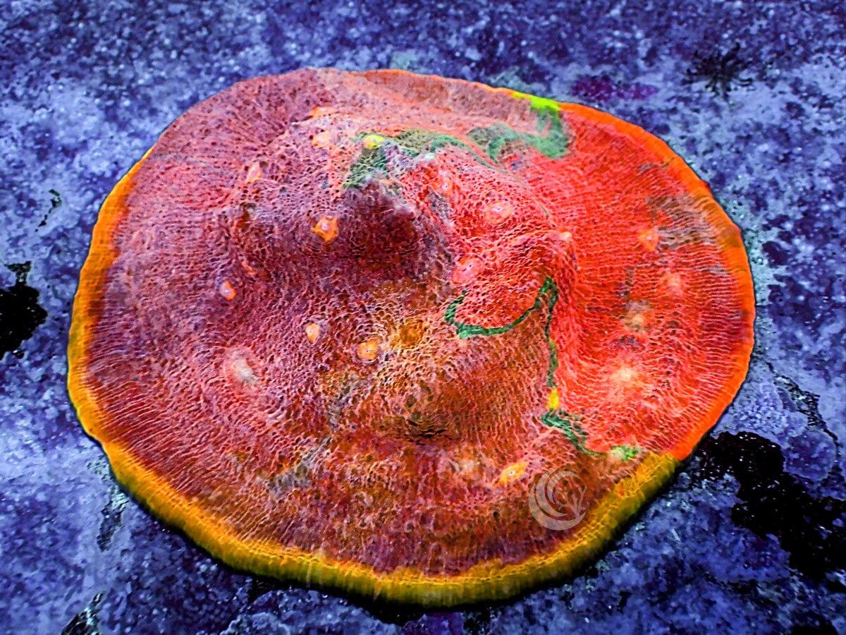 Rainbow Patchwork Chalice