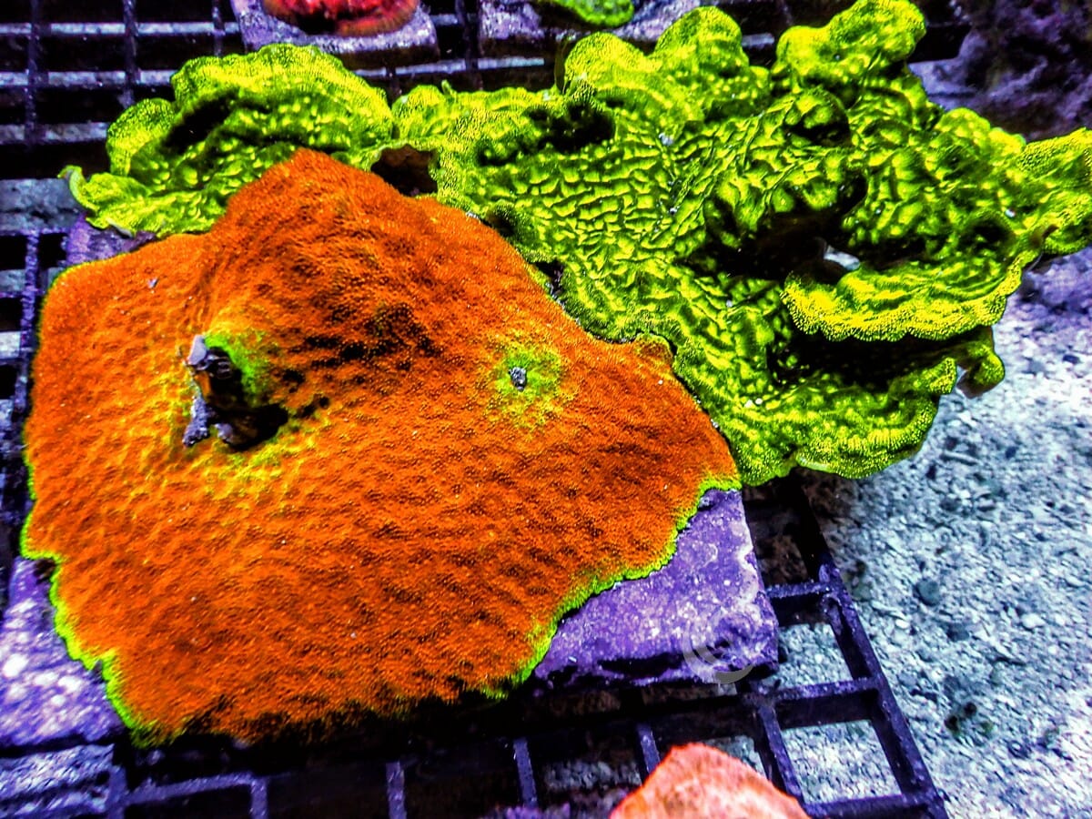 Sun King Psammacora Combo Neon Scrolling Psammacora