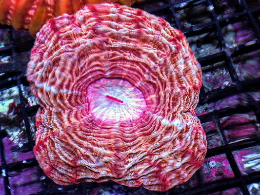 Frosted Red Cynarina