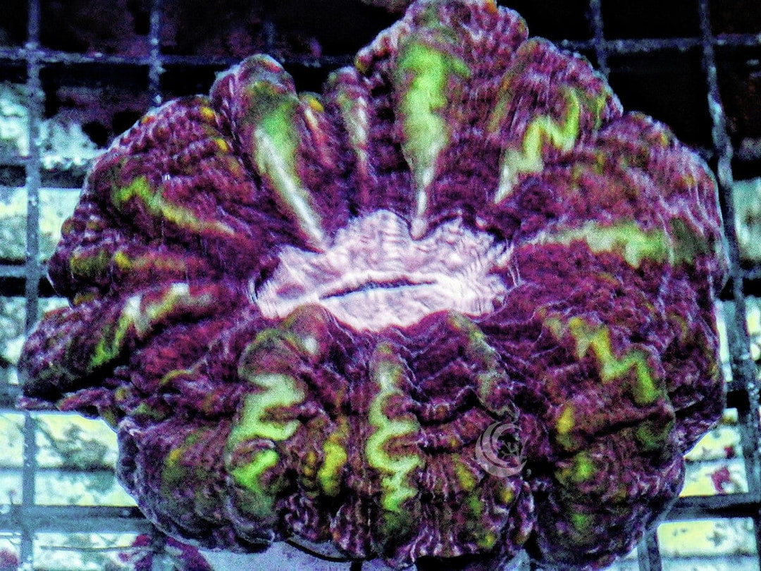 Lightning Bolt Indophyllia