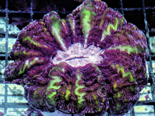 Lightning Bolt Indophyllia