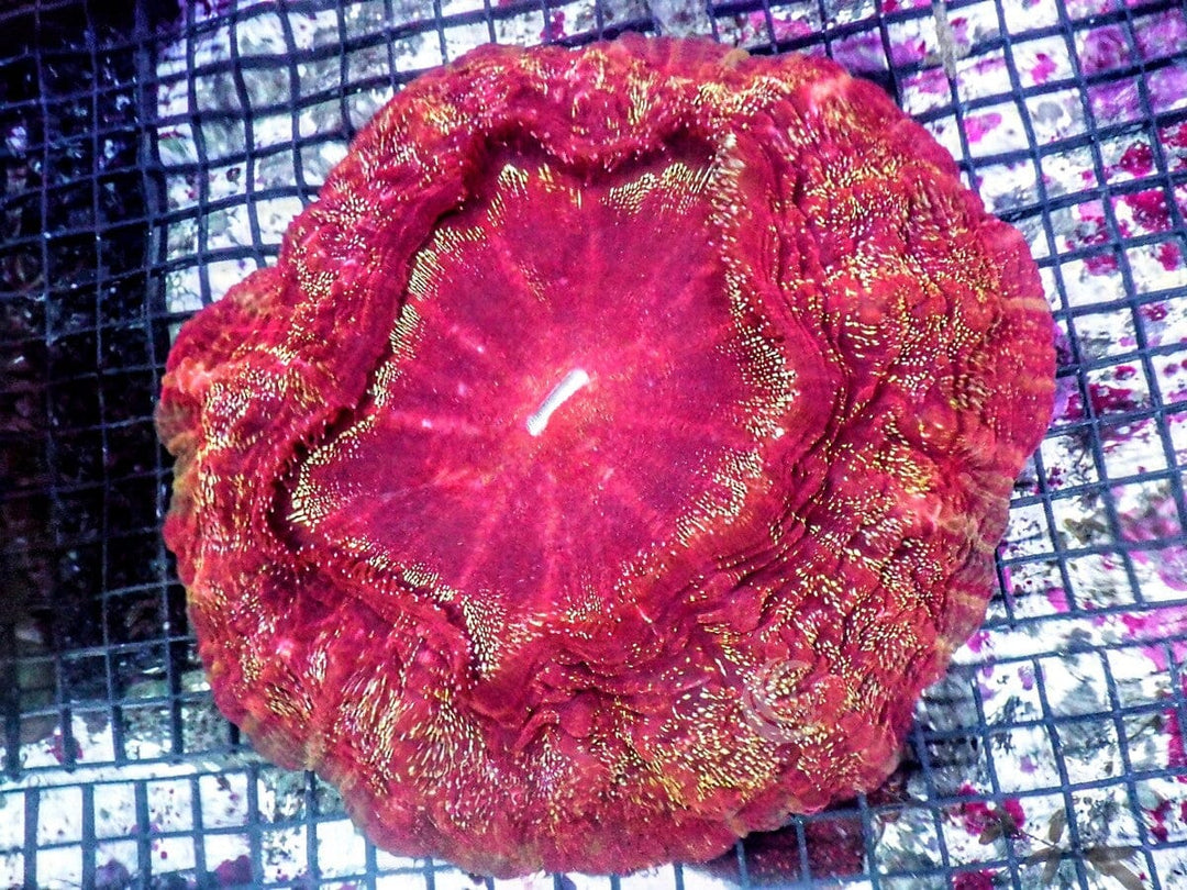Red Acanthophyllia