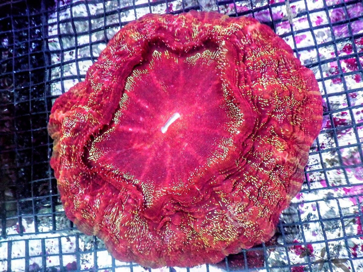 Red Acanthophyllia