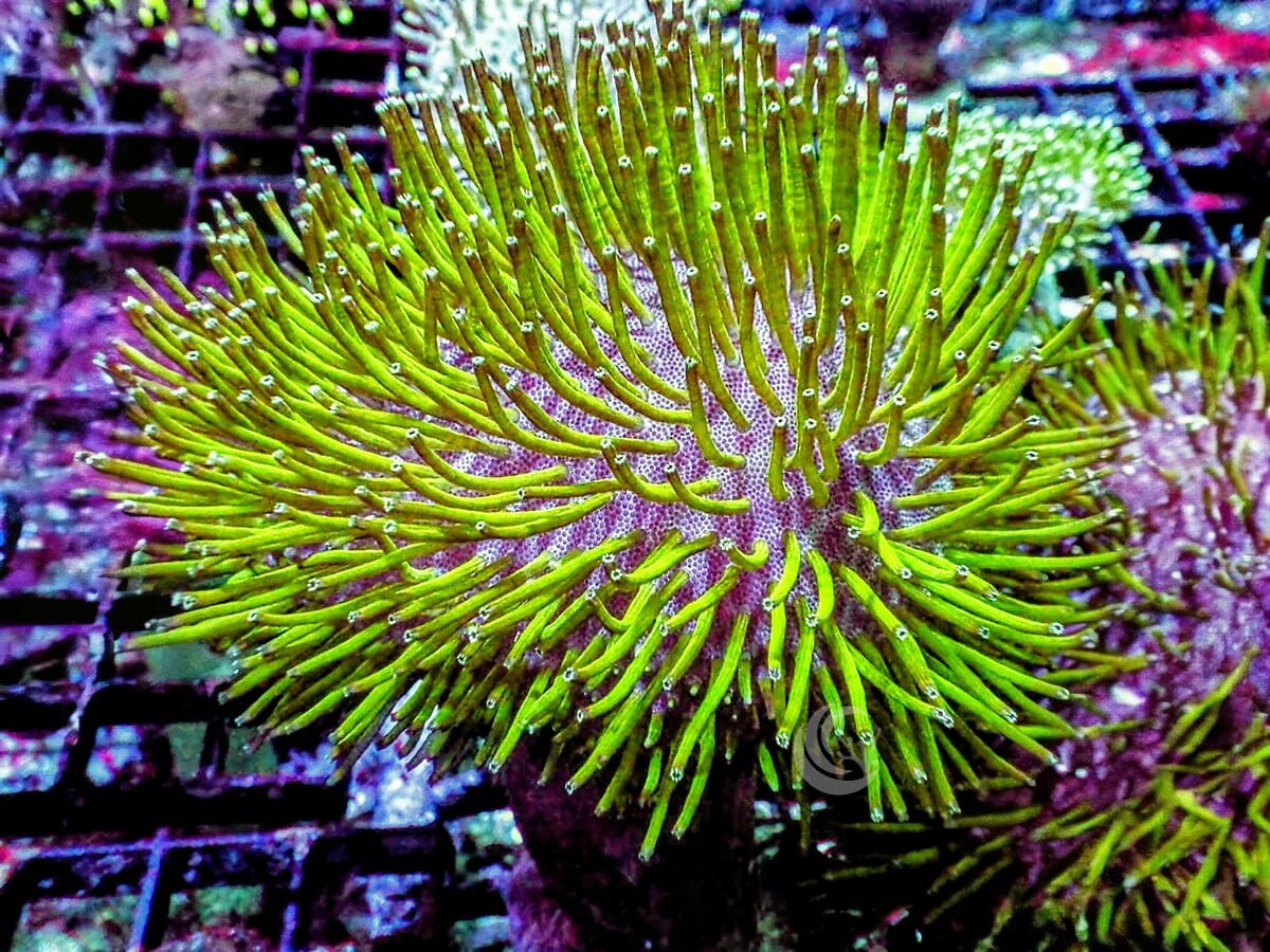 Long Green Polyp Toadstool Leather