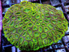 Green Goniastrea