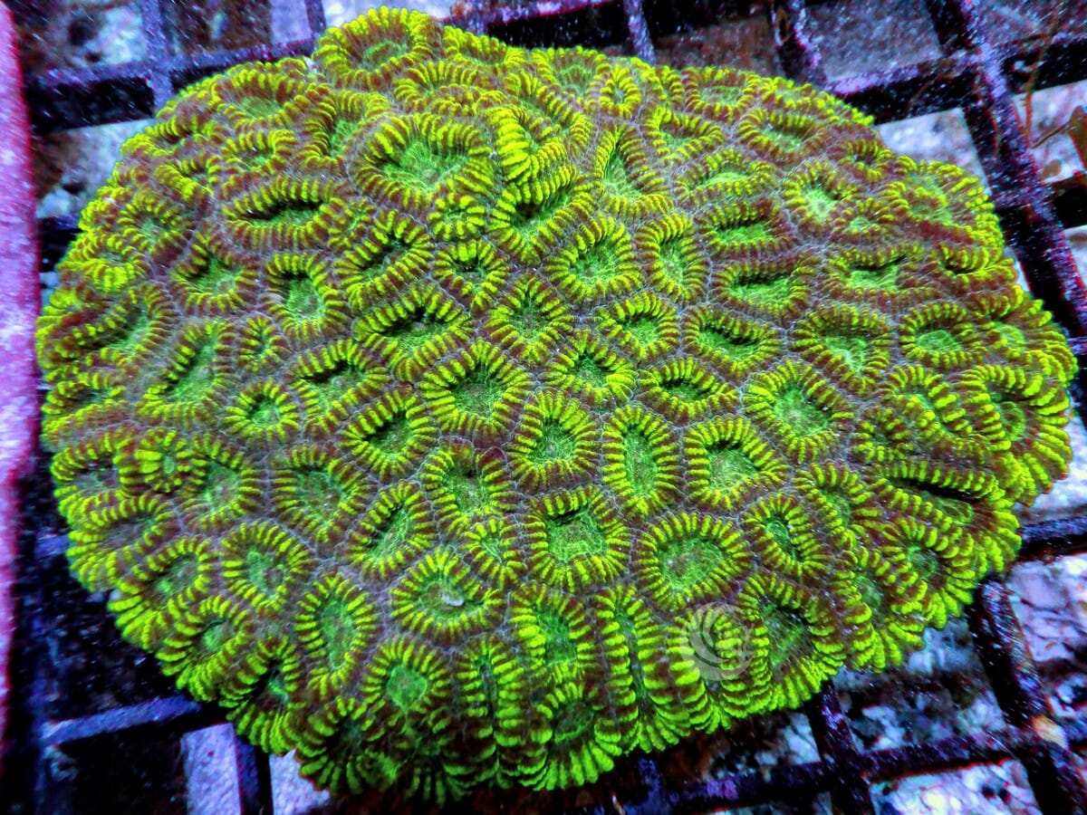Green Goniastrea